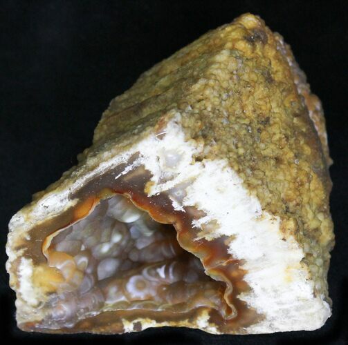 Agatized Fossil Coral Geode - Florida #22426